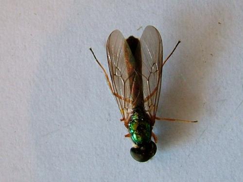 Sargus bipunctatus